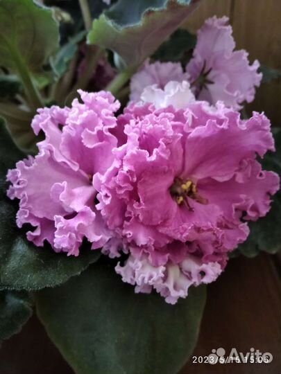 Сортовые фиалки