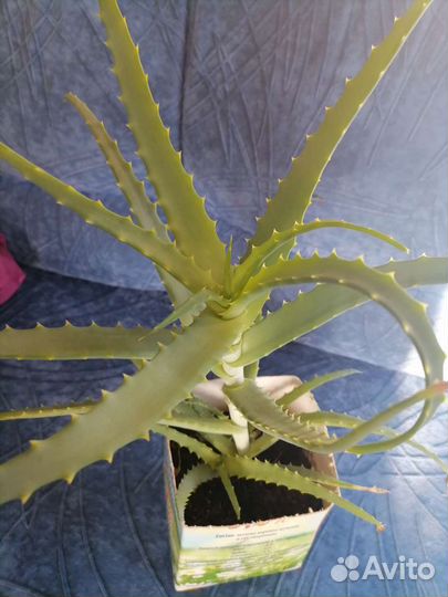 Алоэ можно готовить лекарство