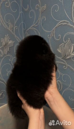 Щенки шпица