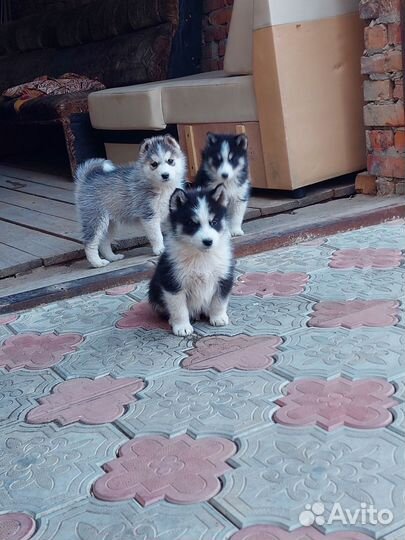 Собаки