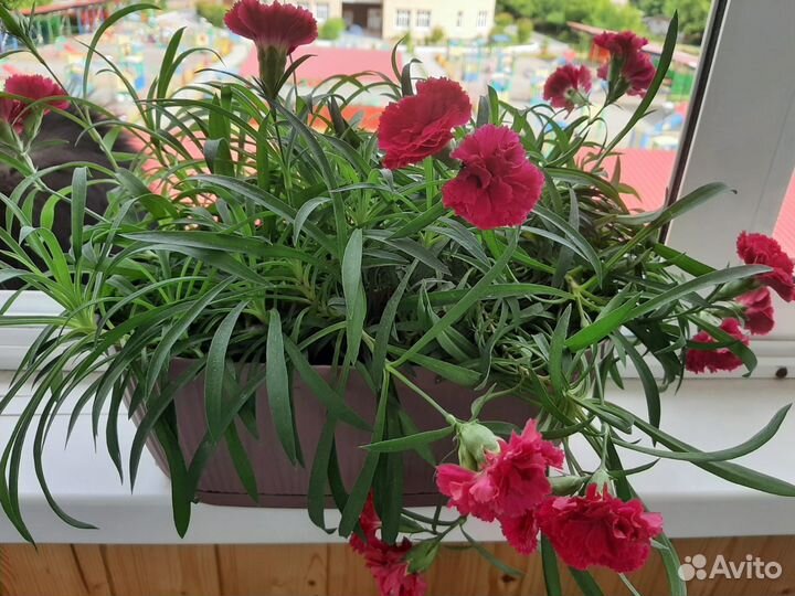 Гвоздика ампельная