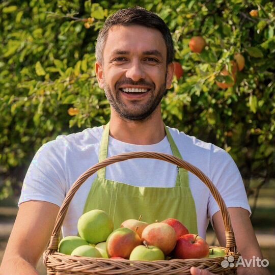 Работник по сборке яблок в саду. Вахта