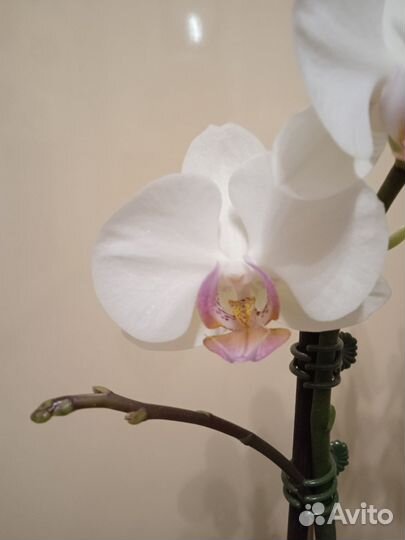 Орхидея фаленопсис