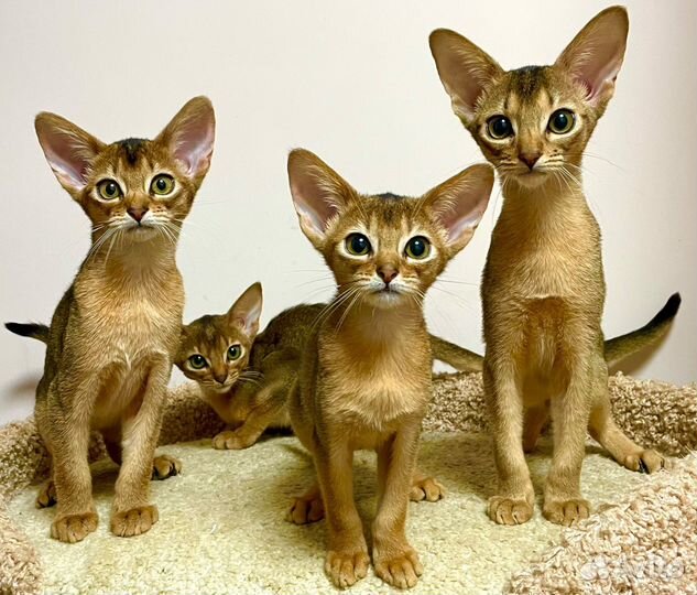 Абиссинские котята