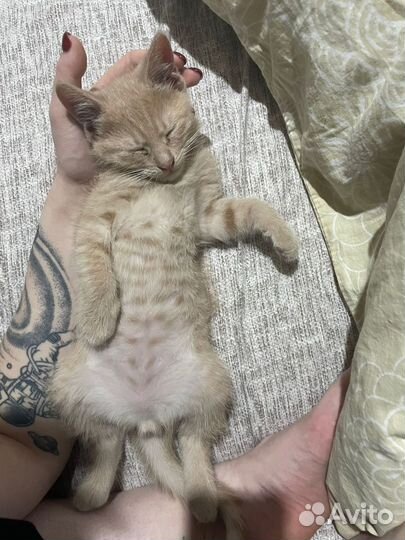 Отдам в добрые руки