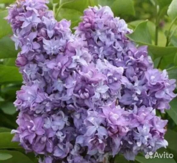 Сирень махровая