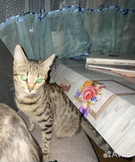 Бенгальская кошечка