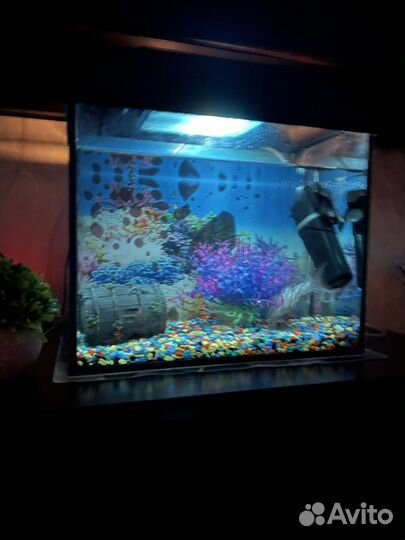 Аквариум с рыбками