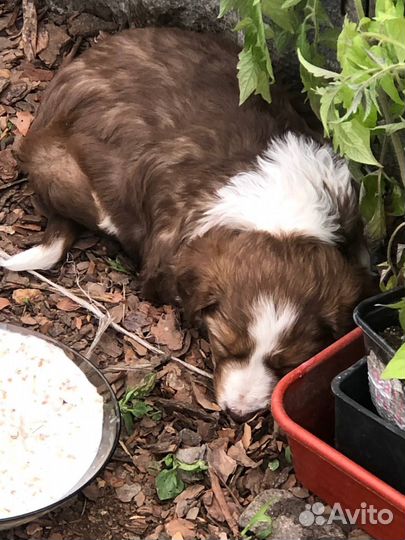 Отдам щенка в добрые руки