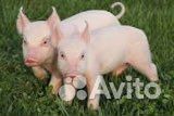 Поросята