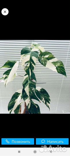 Эпипремнум Пинатум