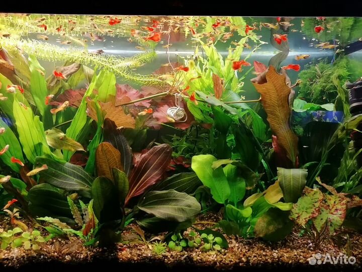 Аквариумные растения:Эхинодорусы и немного другого