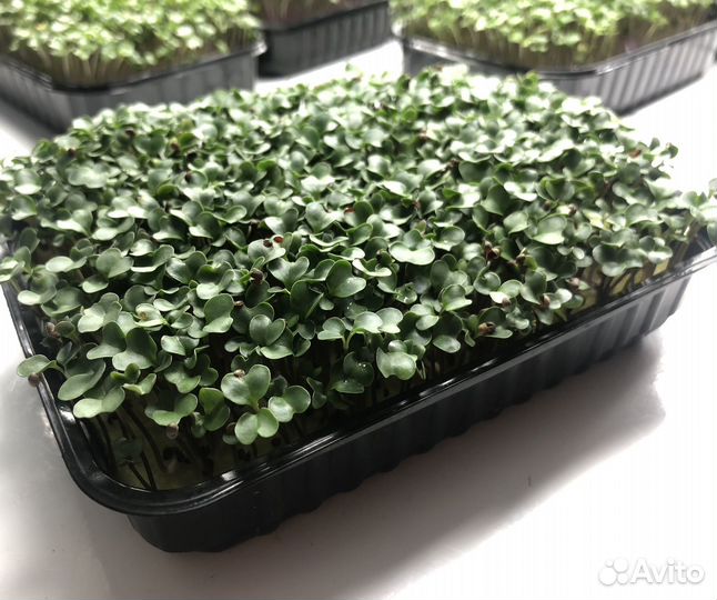 Микрозелень брокколи