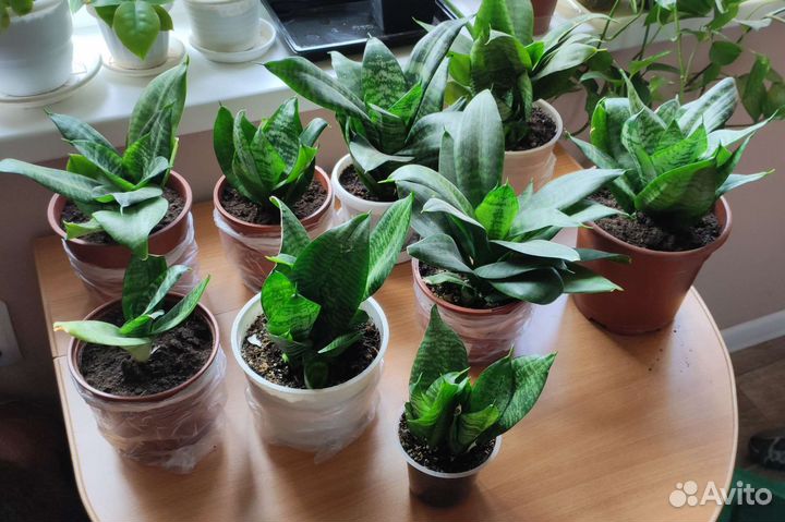 Комнатные цветы