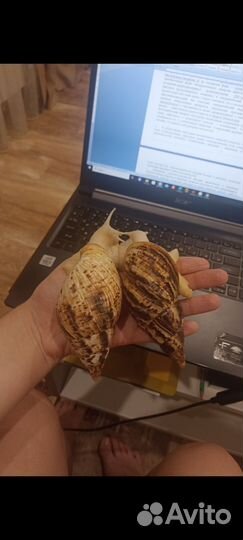 Улитки ахатины