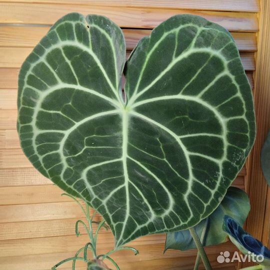 Антуриум кларинервиум