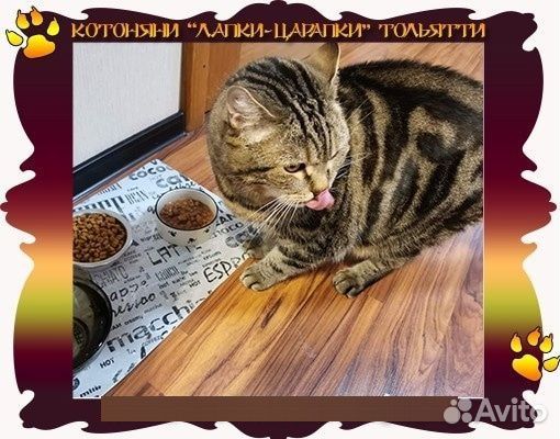 Котоняня - присмотр за Вашей кошкой у Вас дома