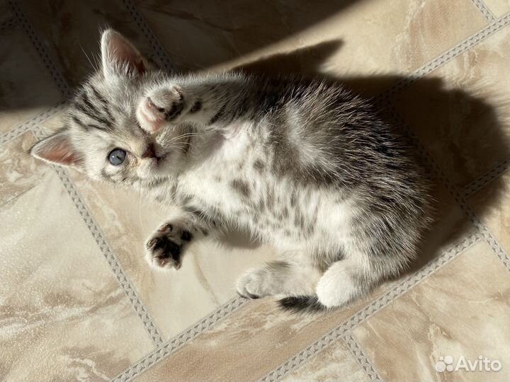 Шотландская девочка