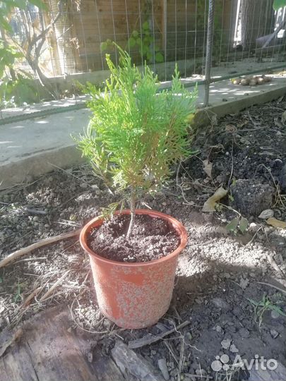 Туя Ауреа Нана