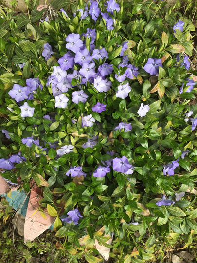 Дача 55 м² на участке 6 сот.