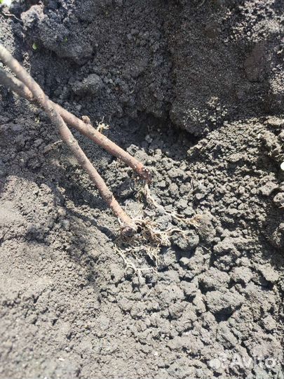 Саженцы красной смородины