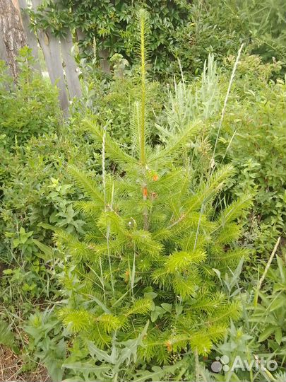 Хвойные растения