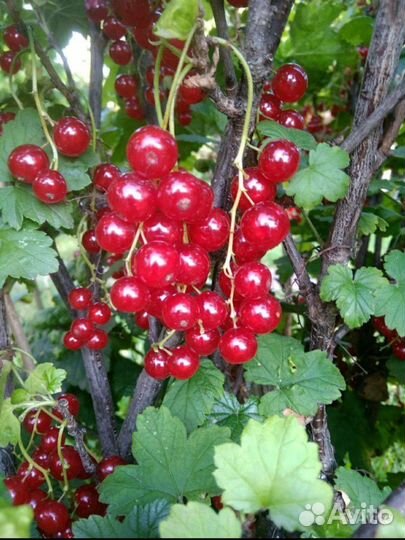 Красная смородина