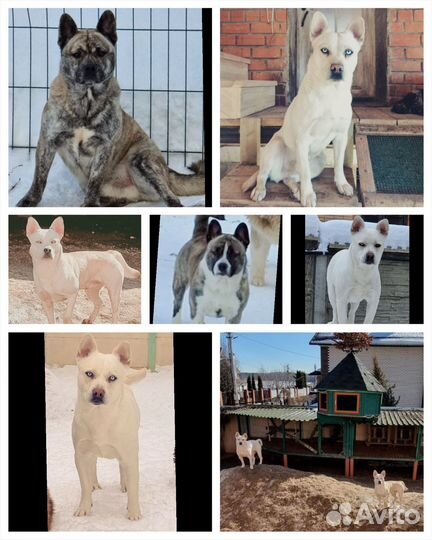 Бульхас (щенки)