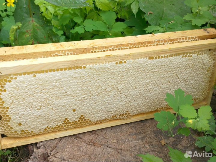 Мёд в сотах, продукты пчеловодства