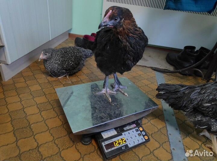 Куры молодые несушки