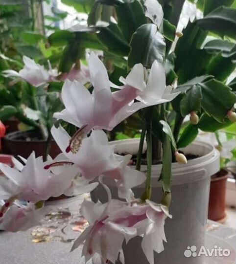 Декабрист (шлюмбергера)