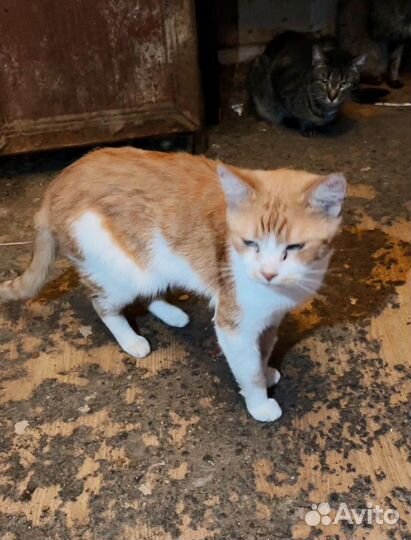 Рыжий кот живет в адской квартире