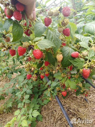 Саженцы малины