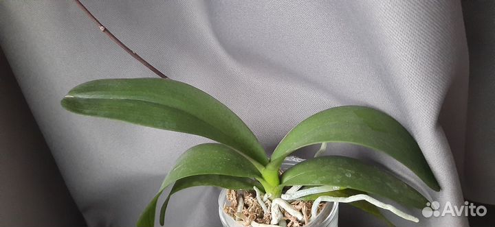 Орхидея фаленопсис хатуюки цветущая