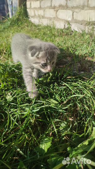 Котята вислоухие