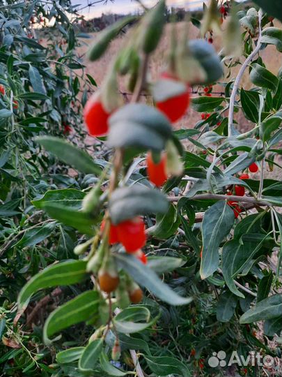 Семена годжи