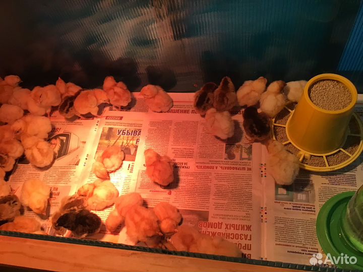 Цыплята Кучинская юбилейная