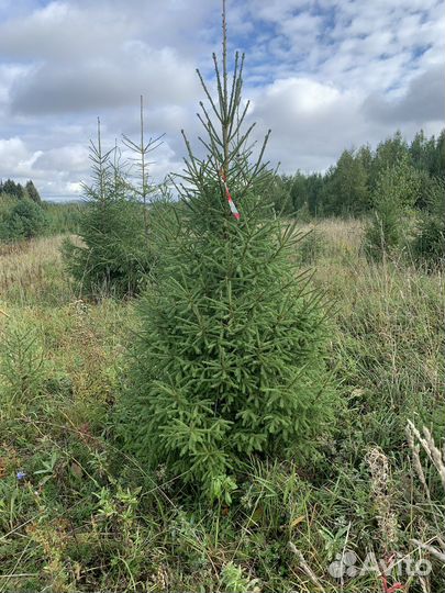 Ель сосна береза липа клен саженцы крупномер зкс