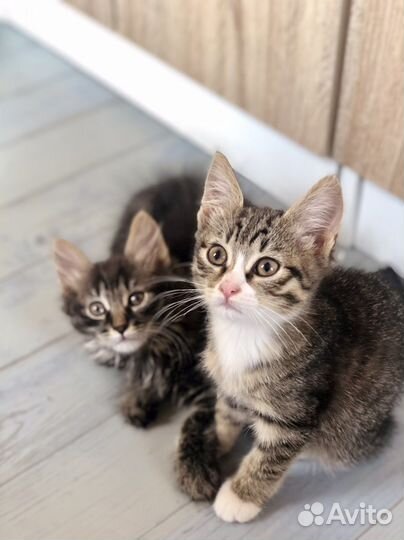 Отдам котят в добрые руки