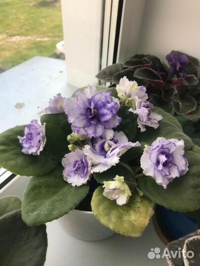 Комнатные цветы