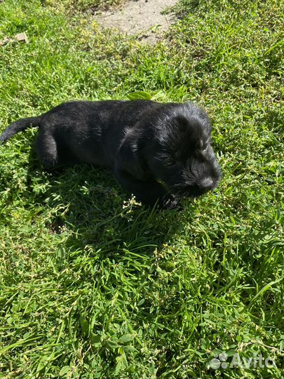 Щенки отдам