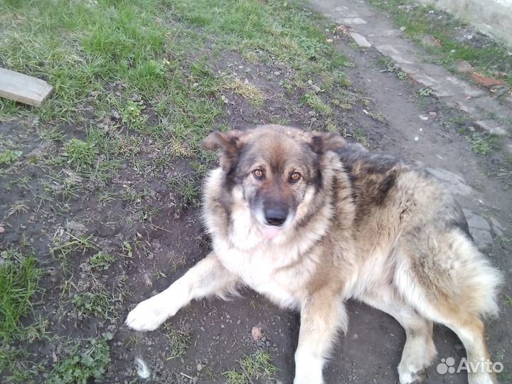 Мальчик в добрые руки