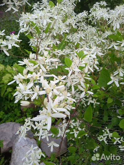 Клематис белое облоко