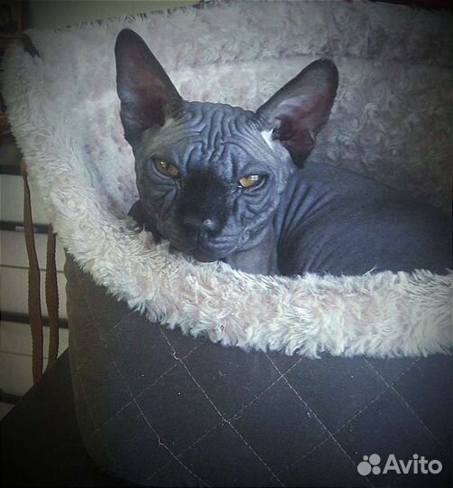 Консультации для всех - Канадского сфинкса котята