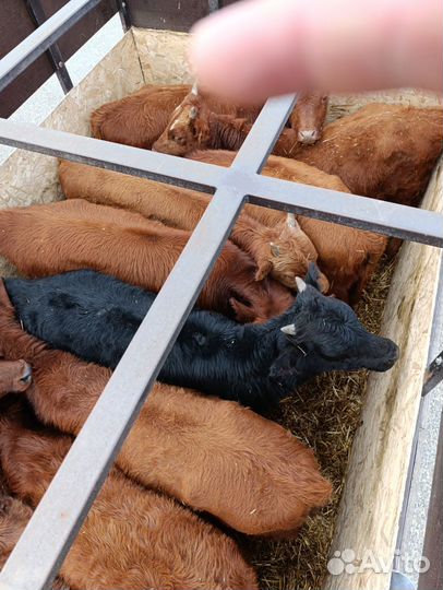 Бычки на откорм