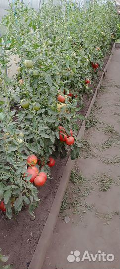 Томат розовый