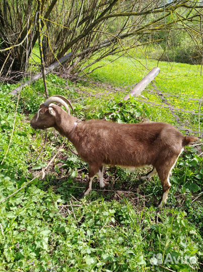 Коза ламанча