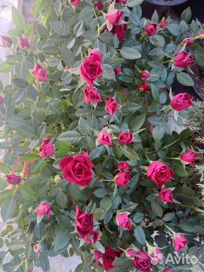 Роза бордюрная 4 шт в горшке