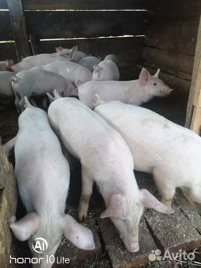 Поросята породы ландрас