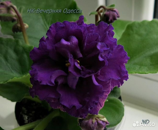 Сортовые фиалки